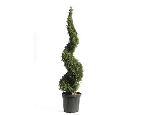 Cypřišovec Leylandův spirála Cupressocyparis leylandii 'Pyramidalis' výška cca 125 cm květináč 18 l