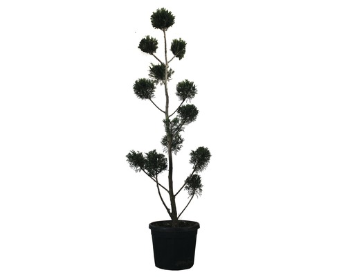 Cypřišovec Leylandův PonPon FloraSelf Cupressocyparis leylandii výška 150-170 cm květináč 30 l