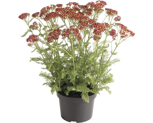 Řebříček červený FloraSelf Achillea millefolium 'Red Beauty' 10-60 cm květináč 3 l