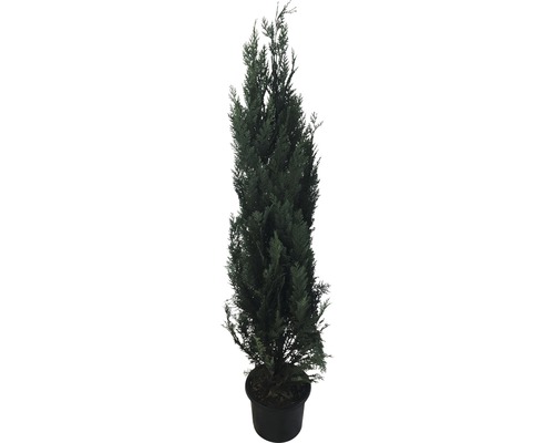 Cypřišek lawsonův modrý, sloupkový cypřišek FloraSelf Chamaecyparis lawsoniana ' Columnaris Glauca' V 150-175 cm květináč 12 l