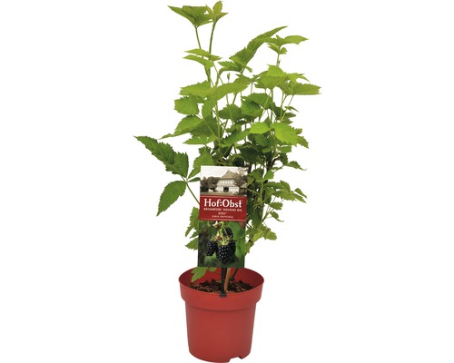 Ostružiník v květináči se zelenými listy a plody.