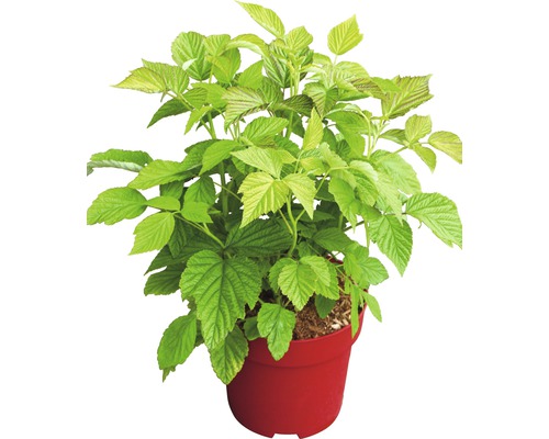 Sazenice maliny v květináči