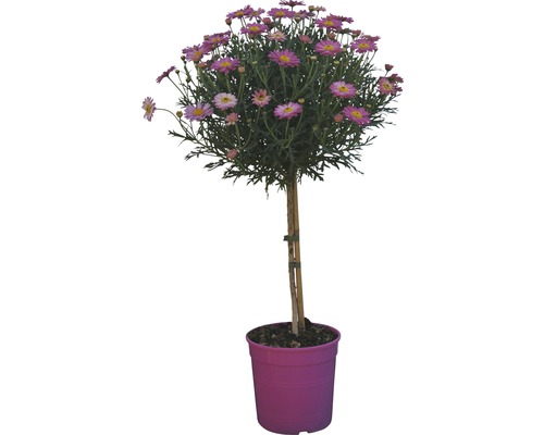 Kopretinovec dřevnatý na kmínku Argyranthemum frutescens výška 65-75 cm květináč Ø 18 cm růžový