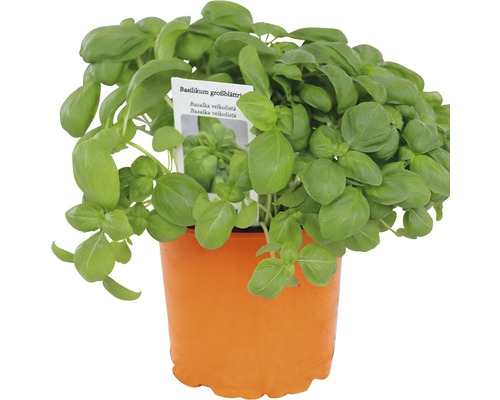 Bazalka velkolistá v květináči Ø 12 cm Bazalka velkolistá v květináči Ø 12 cm