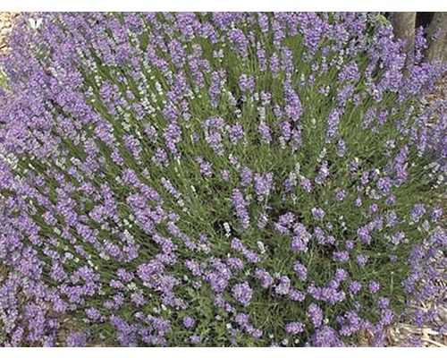 Levandulový keř s fialovými květy