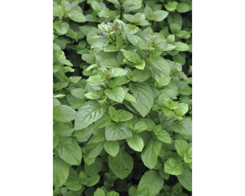 Detailní záběr rostliny máty s zelenými listy.