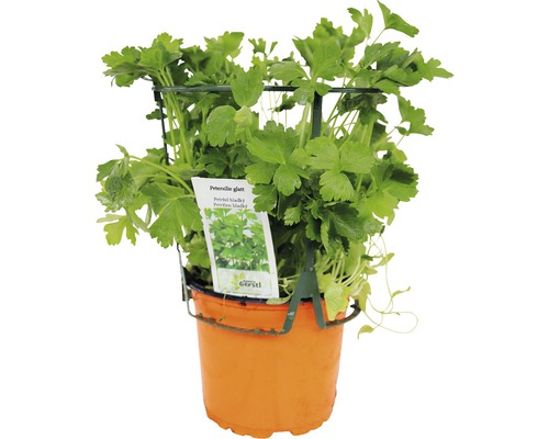 Hladká petržel v květináči