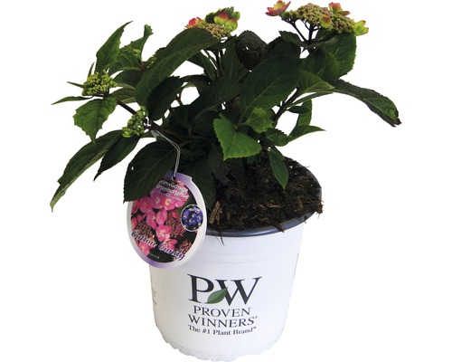 Hortenzie pilovitá Hydrangea serrata 'Cotton Candy' výška 30-40 cm květináč 5 l Zahradní hortenzie v květináči s rostlinnou etiketou