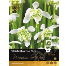 Balení 10 Galanthus Flore Pleno, plnokvěté sněženky