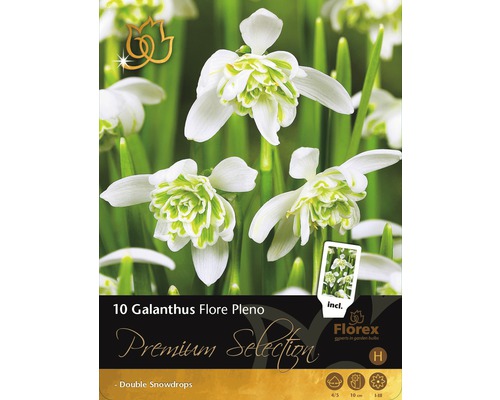 Balení 10 Galanthus Flore Pleno, plnokvěté sněženky