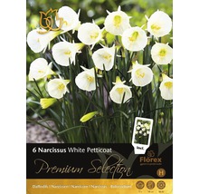 Balení šesti narcisů odrůdy White Petticoat