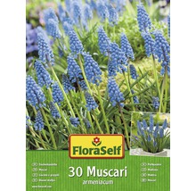 Balení FloraSelf s 30 ks cibulek Muscari armeniacum
