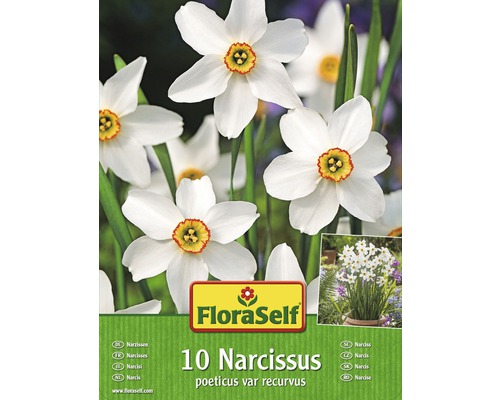 Narcisy FloraSelf poeticus var recurvus 10 ks