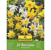 Balení 20 narcisů, botanická směs