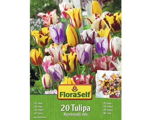 Tulipány FloraSelf ‚Rembrandt‘ mix 20 ks Tulipány FloraSelf ‚Rembrandt‘ mix 20 ks