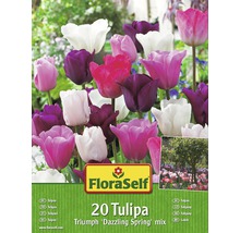 FloraSelf Tulipány Triumph Dazzling Spring mix, 20 kusů
