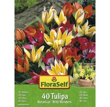 FloraSelf Divoké tulipány Botanical Wild Wonders Balení 40 kusů