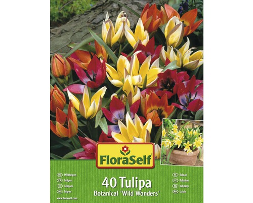 FloraSelf Divoké tulipány Botanical Wild Wonders Balení 40 kusů