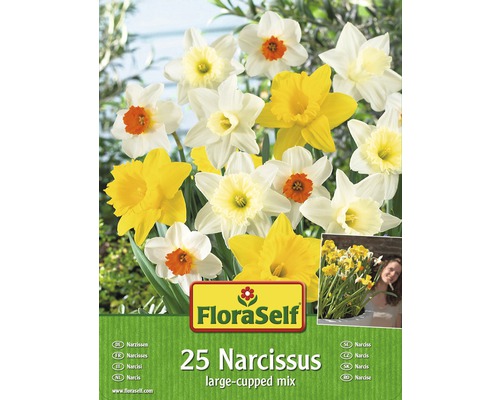 Narcisy FloraSelf large-cupped mix 25 ks Narcisy FloraSelf large-cupped mix 25 ks