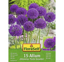 Balení okrasného česneku Allium aflatunense Purple Sensation, obsah 15 kusů