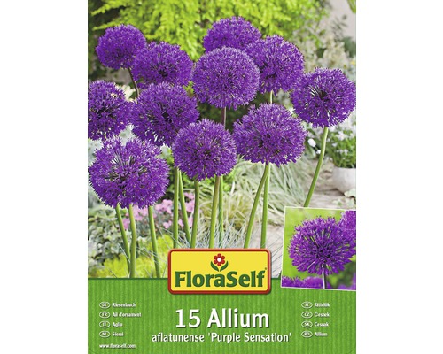 Okrasný česnek FloraSelf Allium aflatunense ‚Purple Sensation‘ 15 ks