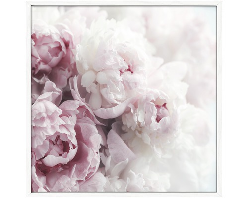 Dekorativní obraz s růžovými a bílými pivoňkami v bílém rámu