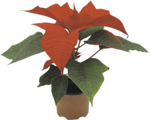 Vánoční hvězda v květináči s červenými listeny a zelenými listy.