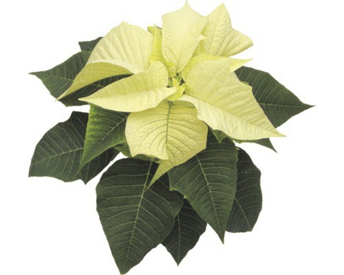 Vánoční hvězda se světlými listeny a zelenými listy