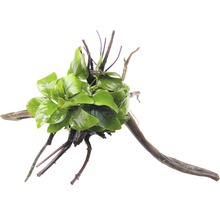 Akvarijní rostlina na kořenovém dřevu