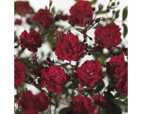 Růže půdopokryvná FloraSelf Rosa 'Fairy Queen' 10-30 cm květináč 3 l
