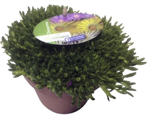 Kosmatec Cooperův FloraSelf Delospermum-mix kultivarů 1-3 cm květináč 1 l, různé odrůdy