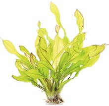 Akvarijní rostlina s podlouhlými listy