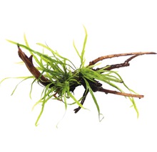 Akvarijní rostlina na dřevěném kořenu