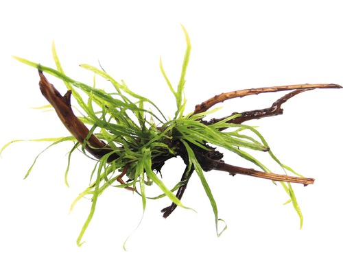 Vodní rostlina Microsorum Trident Spiderwood Akvarijní rostlina na dřevěném kořenu