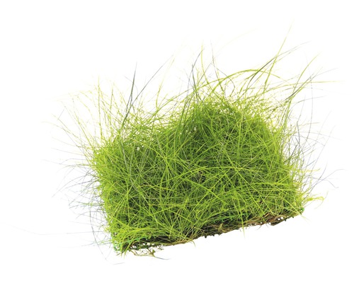 Vodní rostlina Eleocharis acicularis pad Tráva pro zahradu