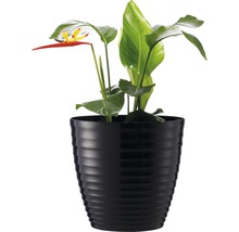 Pokojová rostlina Heliconia v černém květináči