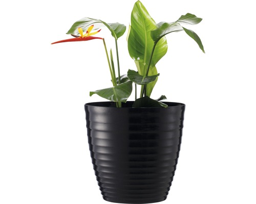 Pokojová rostlina Heliconia v černém květináči