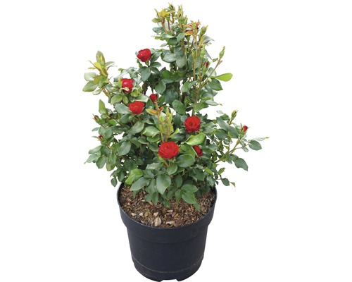 Růže 'Zepeti' ® 30-40 cm květináč 6 l