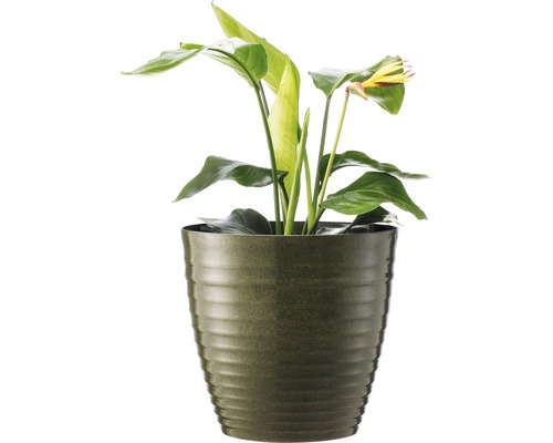 Toulitka v květináči