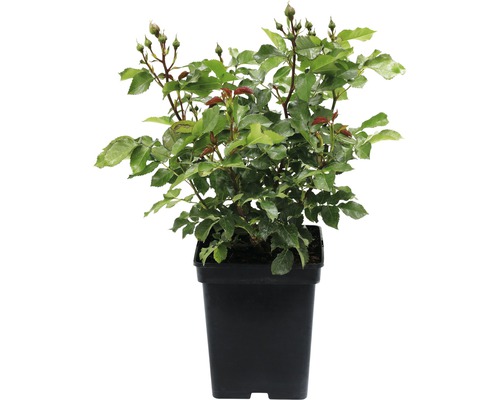 Rostlina růže v květináči