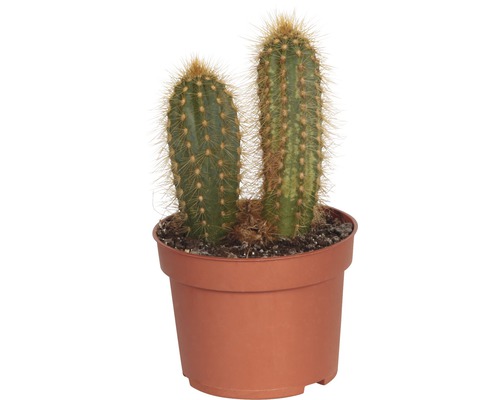 Kaktus v květináči