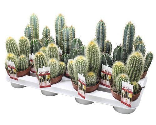 Různé kaktusy v květináčích na podnosu