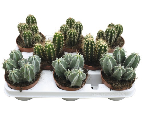 Kaktus FloraSelf Cereus 'Skyline' 15-20 cm květináč Ø 10,5 cm různé druhy, 1 ks Podnos s různými kaktusy v květináčích