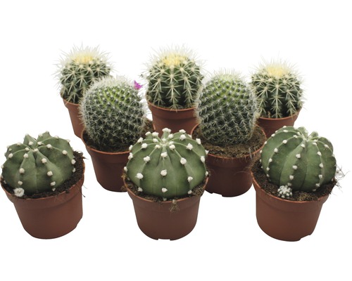 Kaktus FloraSelf Echinocactus 10,5-11,5 cm květináč Ø 10,5 cm 1 ks, různé druhy Několik malých kaktusů v květináčích