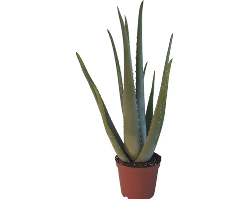 Aloe vera FloraSelf 20-30 cm květináč Ø 14 cm