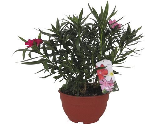 Oleandr FloraSelf Nerium oleander miska Ø 25 cm