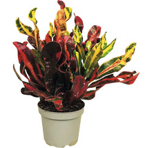 Podivec pestrý, Kroton FloraSelf Codiaeum variegatum 'Mammi' výška 25-35 cm květináč Ø 12 cm