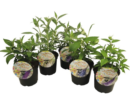 Motýlí keř, komule Davidova Buddleja davidii mix 'Summer Kids'® výška 25-30 cm květináč 3 l 1 ks, různé barvy