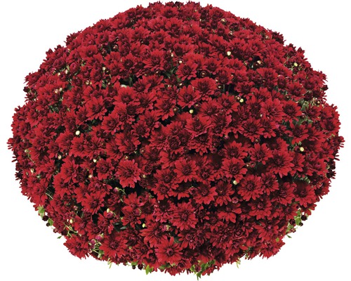 Chryzantéma koule Ø 55+ cm FloraSelf Chrysanthemum indicum květináč Ø 19 cm 1 ks, různé barvy