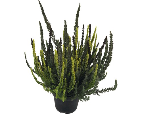 Vřes obecný tříbarevný FloraSelf Calluna vulgaris 'Skyline' Trio květináč Ø 11 cm Vřesovec v květináči